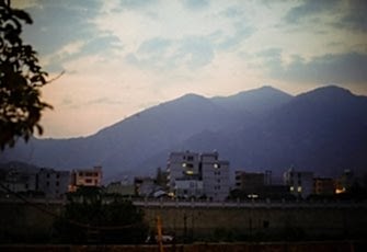 Узнайте всё о Фэн Хуан Дань Цун от А до Я: часть 1