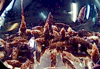 Preview 5675 original