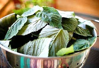 Чай из листьев малины: польза и вред