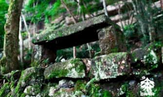 Новая поставка: читай обзор о зелёном чае