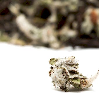 Травяной сбор "Легенда Шамильских гор"