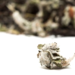 Травяной сбор "Легенда Шамильских гор"