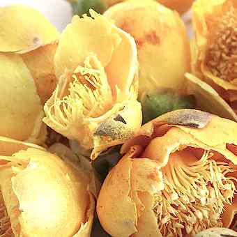 Цветы "Золотая камелия" арт. 7914 Цветы "Золотая камелия"