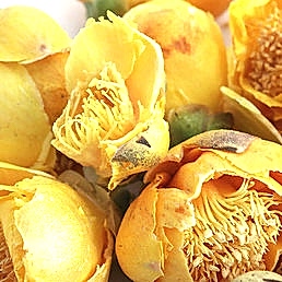 Цветы "Золотая камелия"