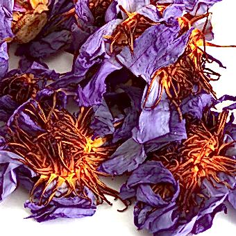 Цветы, "Лотос" (Нимфея) арт. 7919 Цветы, "Лотос" (Нимфея)