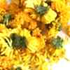 Цветы, "Хризантема желтая"
