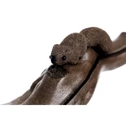 Фэн шуй, "Белка и орехи"